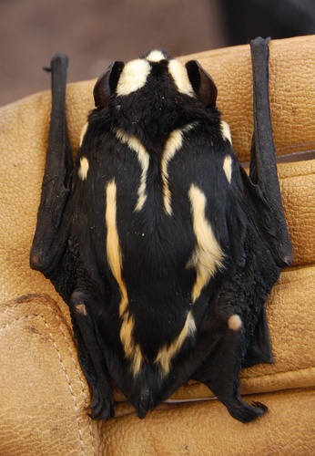 Vesper Bats