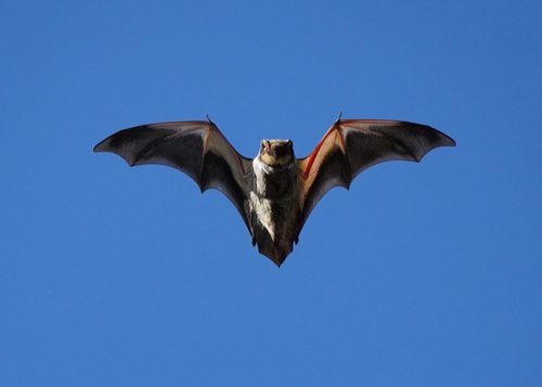 Vesper Bats