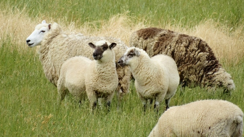 Goats and Sheep