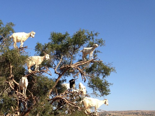 Goats and Sheep