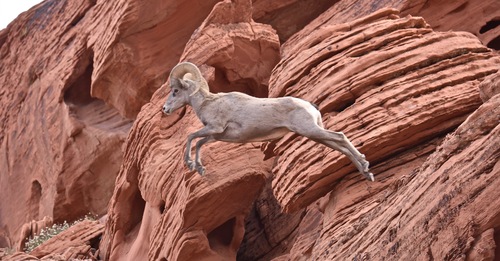 Goats and Sheep