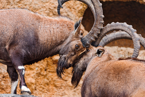 Goats and Sheep