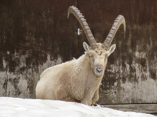 Goats and Sheep