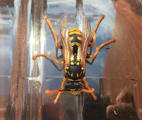 European Paper Wasp