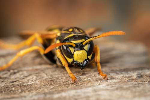 European Paper Wasp