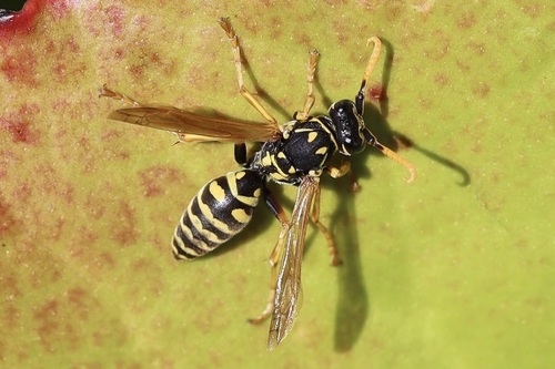 European Paper Wasp