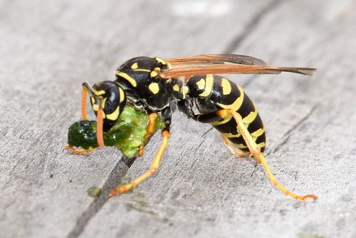 European Paper Wasp