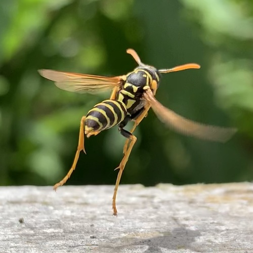 European Paper Wasp