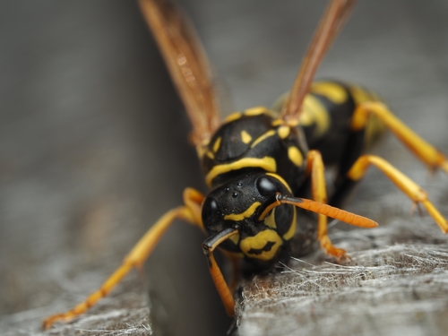European Paper Wasp