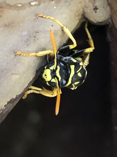 European Paper Wasp