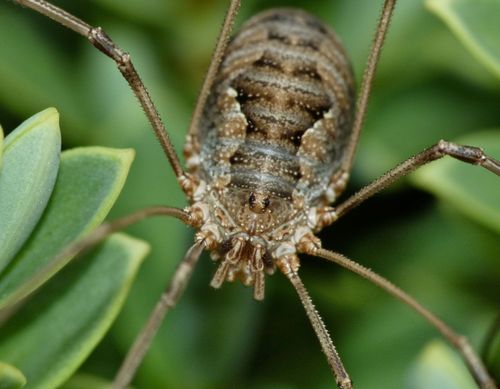 European Harvestman