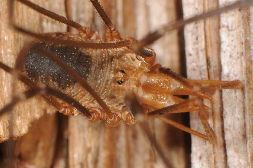 European Harvestman