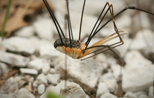 European Harvestman