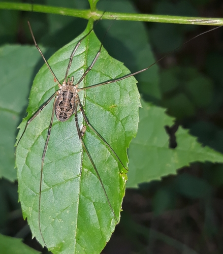 European Harvestman