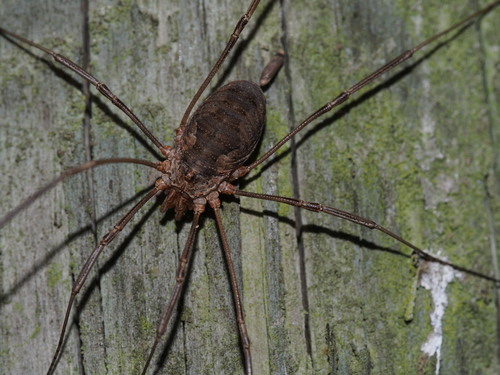 European Harvestman