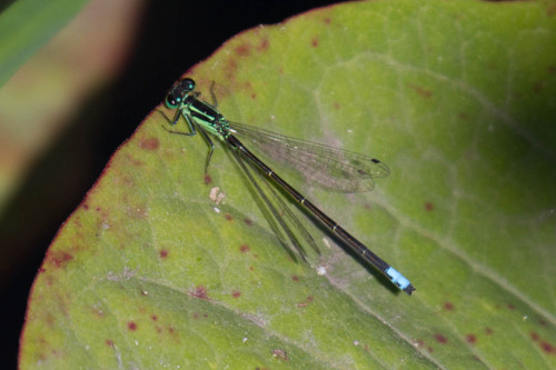 Eastern Forktail