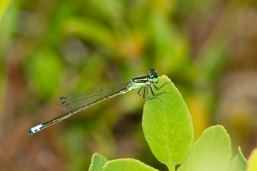 Eastern Forktail