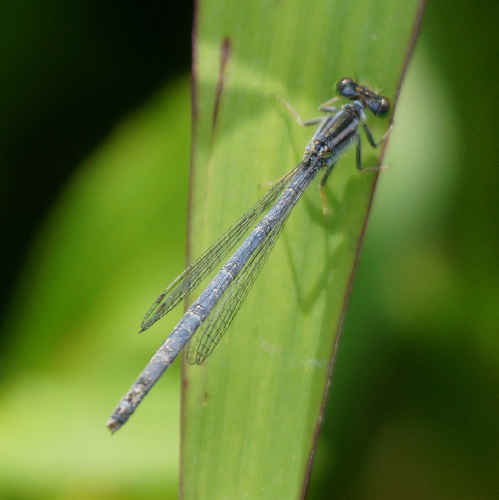 Eastern Forktail