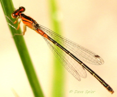 Eastern Forktail