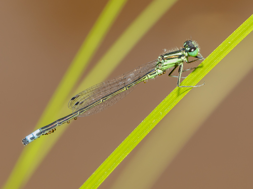 Eastern Forktail