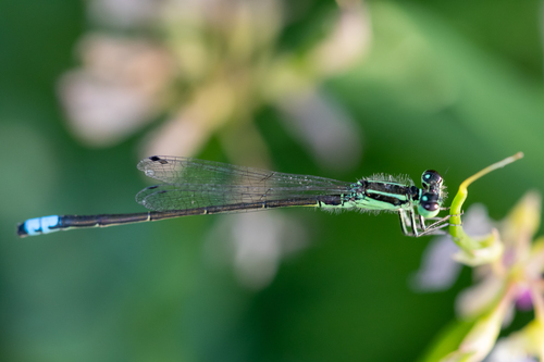 Eastern Forktail