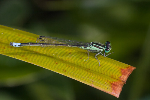 Eastern Forktail
