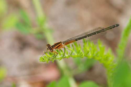 Eastern Forktail