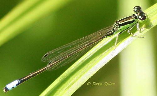 Eastern Forktail