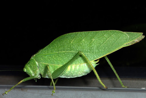 Greater Anglewing