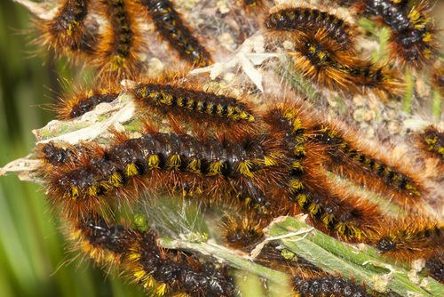 Silver-spotted Tiger Moth