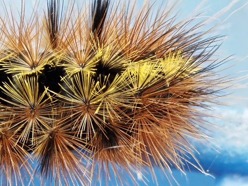 Silver-spotted Tiger Moth