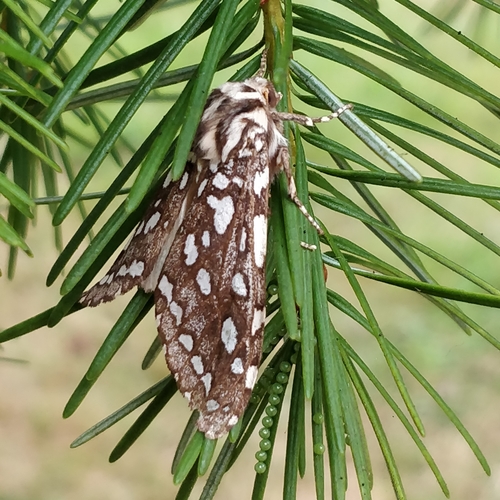 Silver-spotted Tiger Moth
