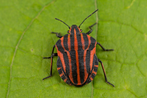 European Striped Shield Bug