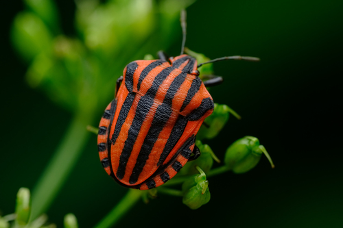 European Striped Shield Bug
