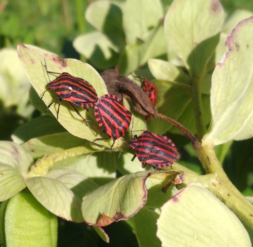 European Striped Shield Bug