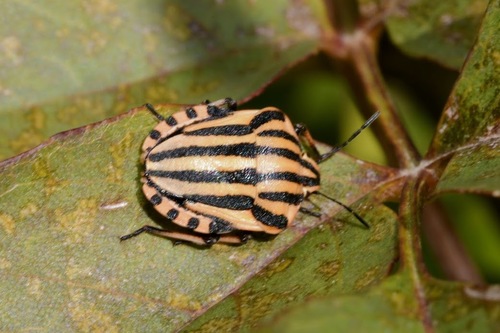 European Striped Shield Bug