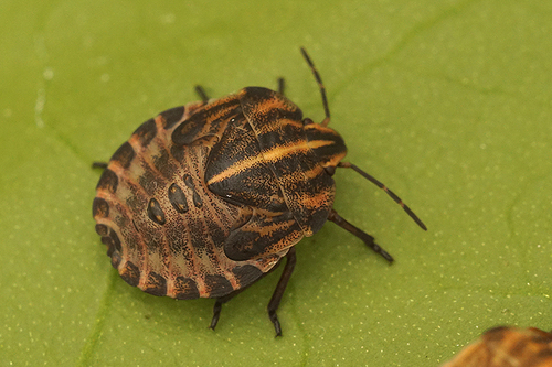 European Striped Shield Bug