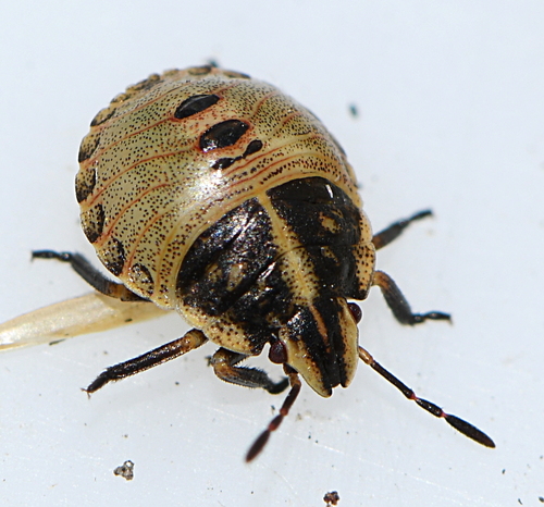European Striped Shield Bug