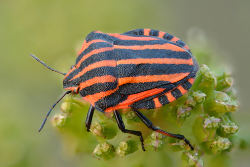 European Striped Shield Bug