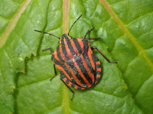 European Striped Shield Bug