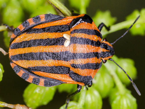 European Striped Shield Bug