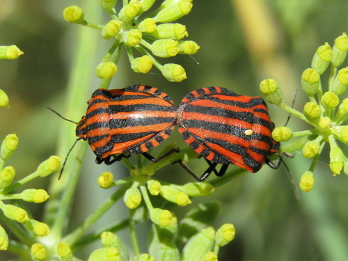 European Striped Shield Bug