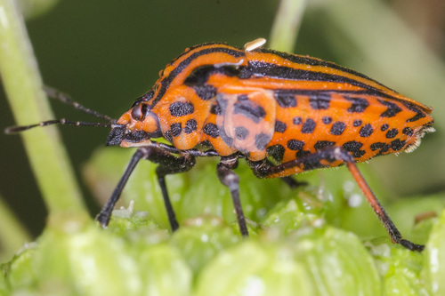European Striped Shield Bug