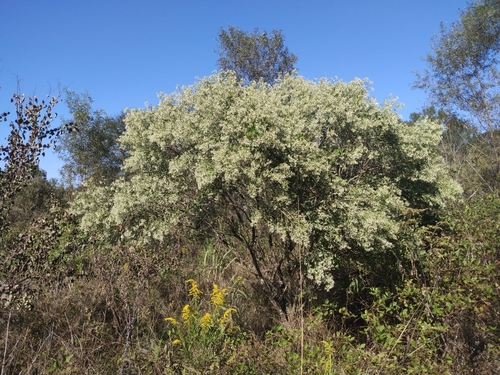 groundsel tree