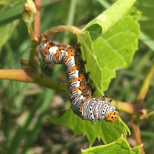Eight-spotted Forester Moth