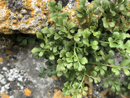 wall-rue