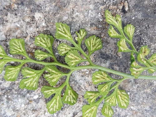 wall-rue