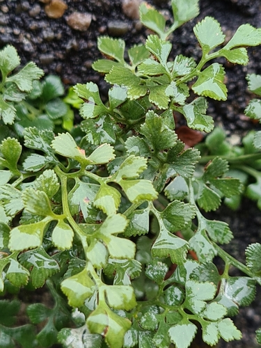 wall-rue