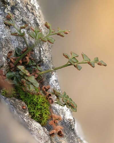 wall-rue