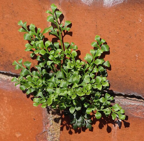 wall-rue